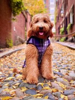 Courteney & James - Goldendoodle Stud