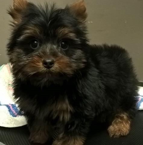 Yorkshire Terrier Stud 25009