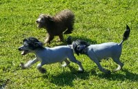 Sleepy Hollow Poodles and Doodles Poodle Miniature breeder