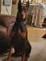 Jessica a kamen - Doberman Pinscher Stud