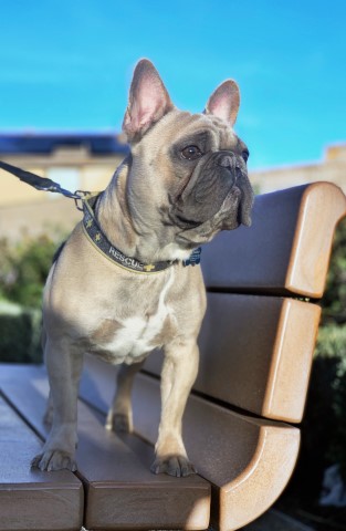 French Bulldog Stud 28528