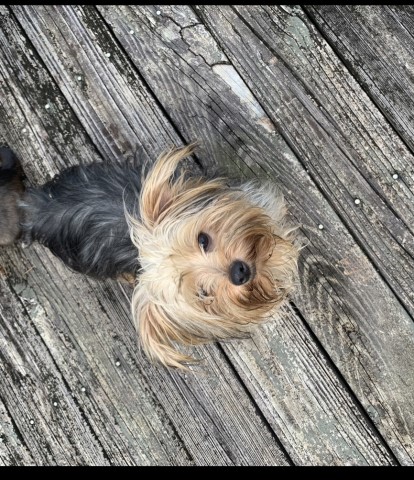 Yorkshire Terrier Stud 30464