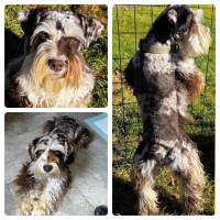 Jenny’s Minis & More