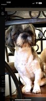 Annabelle - Shih Tzu Stud