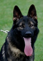 Czech Workingline German Shepherds German Shepherd Dog breeder