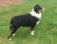 Great Oaks Farms Australian Shepherd Dog breeder