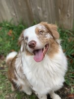 Val Fraga - Australian Shepherd Dog Stud