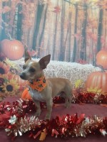 Mason - Chihuahua Stud
