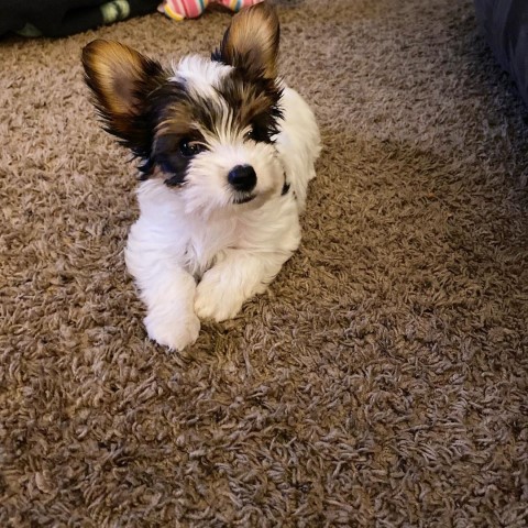 Teacup Yorkie