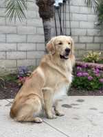 Brian Tucker - Golden Retriever Stud
