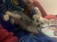 Katlynn - Yorkshire Terrier Stud