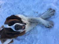 Danielle Cordova - Saint Bernard Stud