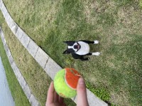 Jacqueline - Boston Terrier Stud