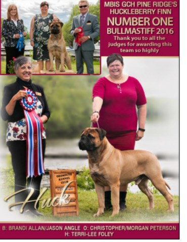 Bullmastiff Breeder 21428