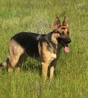 Silja - German Shepherd Dog Stud