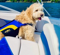 Diane Hladik - Goldendoodle Stud