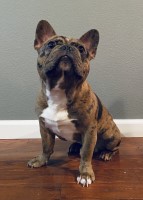 Abe Gutierrez - French Bulldog Stud