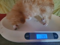 Sleepy Hollow Poodles & Doodles Poodle Miniature breeder