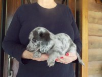 Quality AKC Dachshunds Dachshund breeder