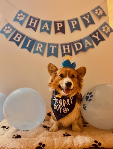 The Married Corgis