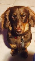 mariecorie@gmail.com - Dachshund Stud