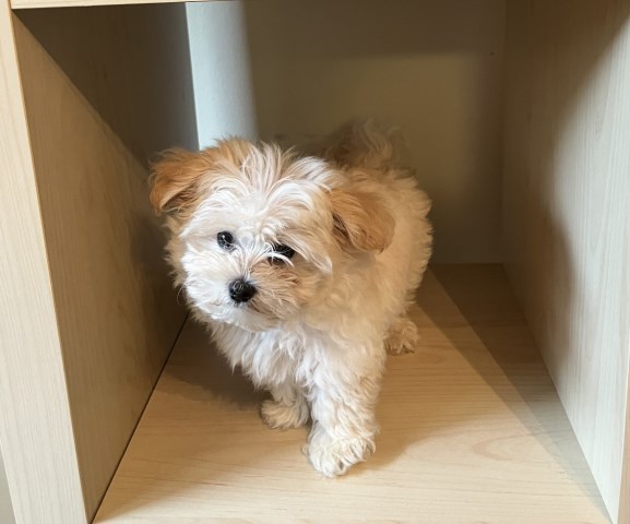 Maltipoo Stud 31854