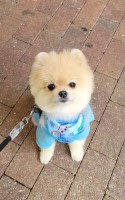 Kenny - Pomeranian Stud