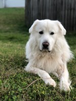Cody - Great Pyrenees Stud
