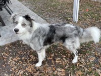 Border Collie thumbnail