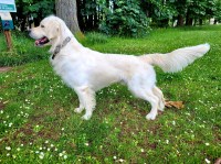 Samantha Worledge - Golden Retriever Stud