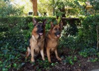 Semper Fi K-9 German Shepherd Dog breeder