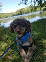 Brianna Stephens - Poodle Toy Stud