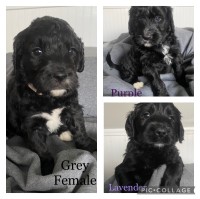 Ashlea Bradley - Goldendoodle Breeder Goldendoodle breeder