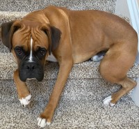 Alex Philip - Boxer Stud