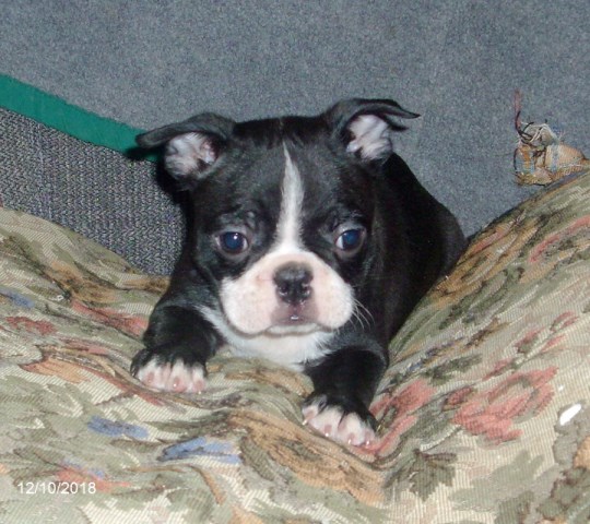 Boston Terrier Breeder 9068