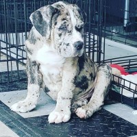 Danielle Rowles - Cane Corso Stud