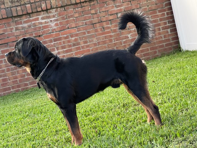 Rottweiler Stud 30952