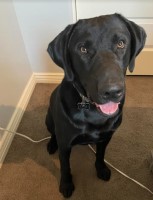 Lindsey Hamilton - Labrador Retriever Stud