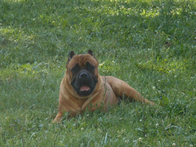 Baums Cane Corso