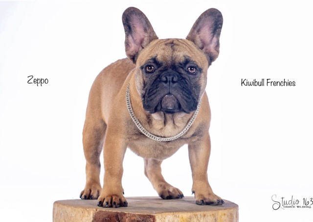 French Bulldog Breeder 27278