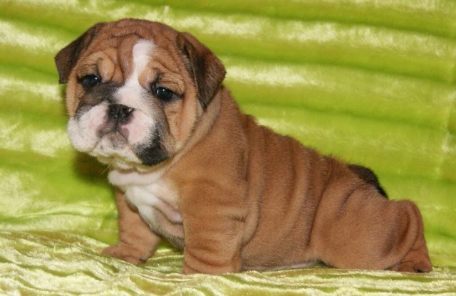 English Bulldog Breeder 25375