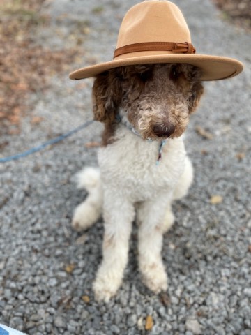 Goldendoodle Stud 29131