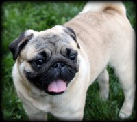 Barnes Pugs Pug breeder