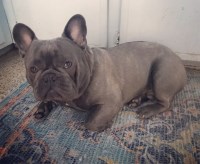 Alethea Zouras - French Bulldog Stud