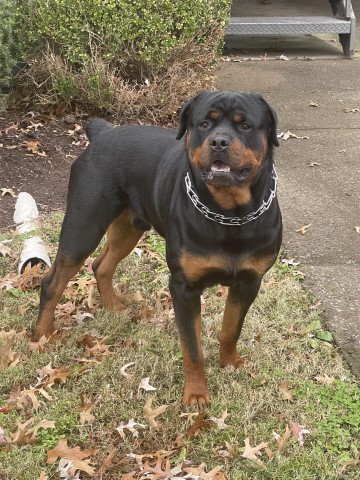 Rottweiler Stud 31540