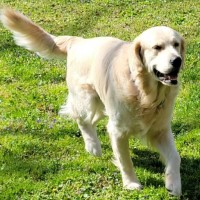 Susan Jancarek - Golden Retriever Stud