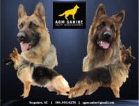 AGM Canine German Shepherd Dog breeder