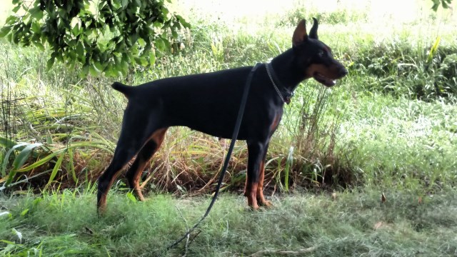 Doberman Pinscher Breeder 24939