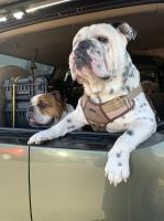 Connie - English Bulldog Stud