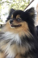 Ezra Elizabeth - Pomeranian Stud